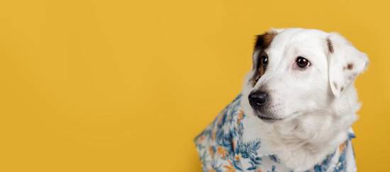 属狗今天运势及财运水墨(解析运势佳财运亨通)