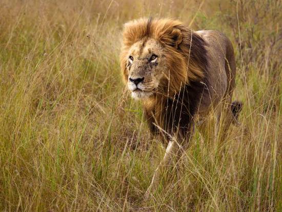 狮子座2023年5月下旬(事业上的突破与财富的增长)