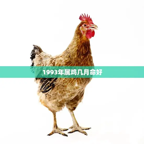 1993年属鸡几月命好(解析命运多变这几个月最顺)