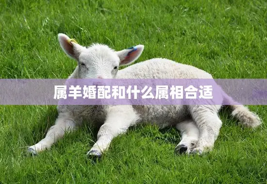 属羊婚配和什么属相合适(如何选择最佳婚姻伴侣)
