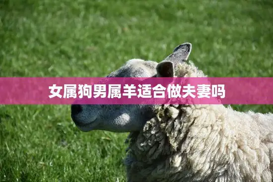 女属狗男属羊适合做夫妻吗(解析星座配对是否靠谱)