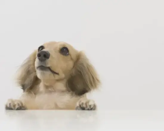 属狗今日财运解析