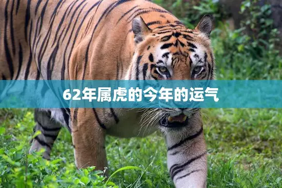 62年属虎的今年的运气(翻转乾坤财运亨通)