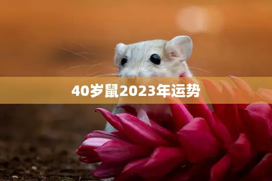 40岁鼠2023年运势(事业财运双丰收)