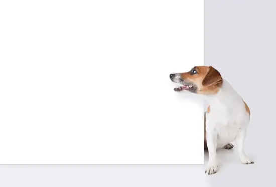 属狗女82年的婚姻状况(幸福还是波折不断)