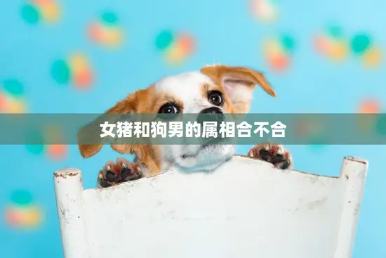 女猪和狗男的属相合不合(如何看待这对属相的组合)