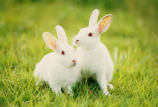 属兔子的今年应该是几岁(如何计算属兔人的年龄)