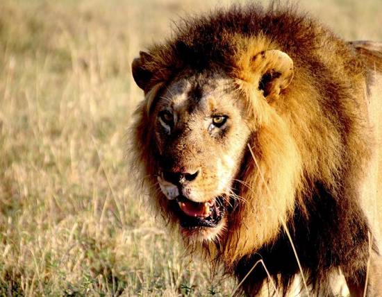 狮子和射手谁先爱上谁呢(星座爱情大揭秘)