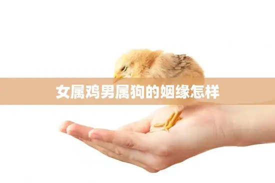 女属鸡男属狗的姻缘怎样(幸福还是坎坷不平)