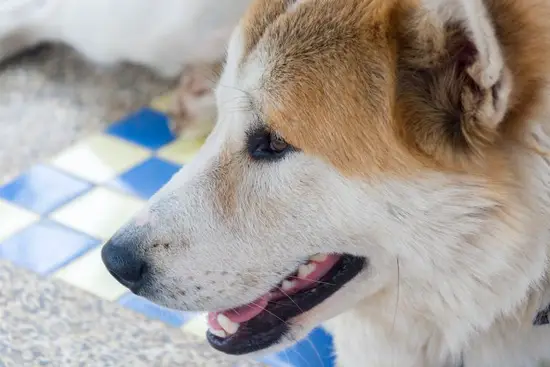 属狗今天运势及财运水墨(解析运势佳财运亨通)