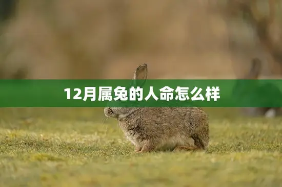 12月属兔的人命怎么样(命运如何解析12月属兔人的性格特点和运势)