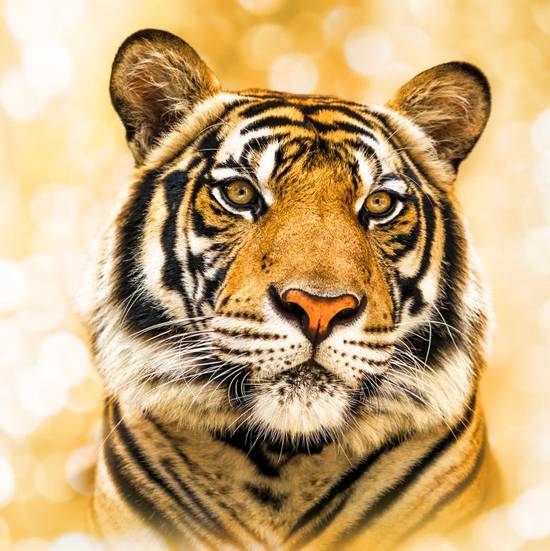 74年属虎的男最佳婚配(如何选择最适合的伴侣)