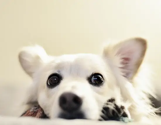 82年属狗射手座男生命运(未来前景如何)