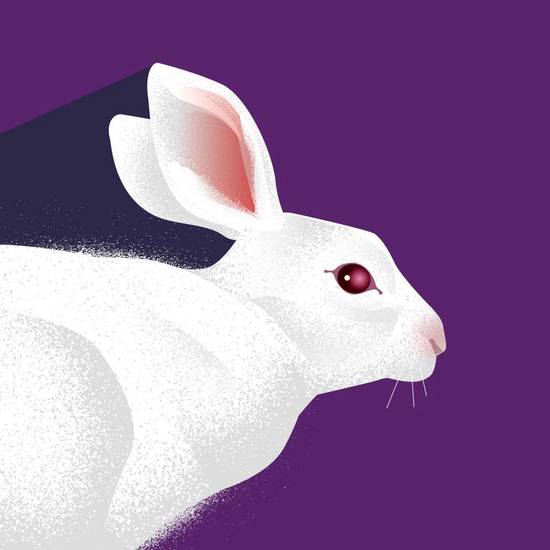 87年属兔女一定二婚么(如何避免婚姻失败)