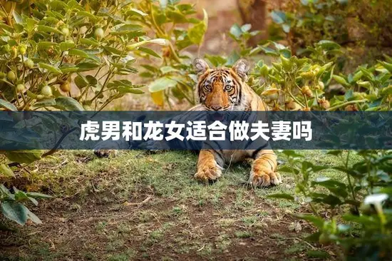 虎男和龙女适合做夫妻吗(探究星座配对的真相)
