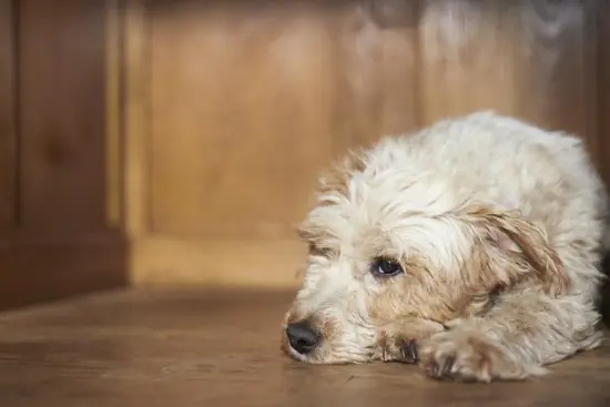 今年是我的本命年怎么说(如何化解本命年的厄运)
