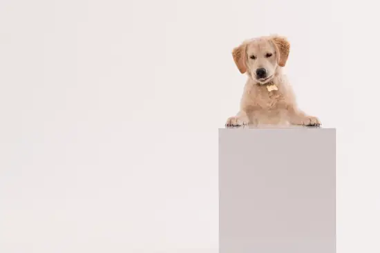 属狗今天运势及财运方位(如何把握财运方位)