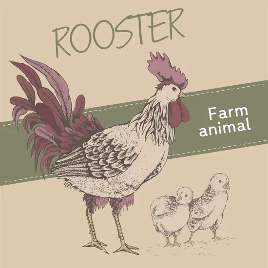 81年属鸡人23年的坎(如何克服人生的挑战)