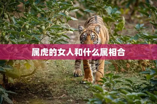 属虎的女人和什么属相合(最佳配对指南)