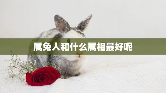 属兔人和什么属相最好呢(选择最佳属相的秘诀)