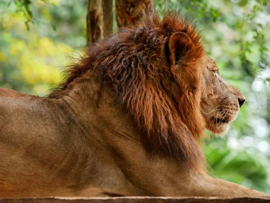 天秤女和狮子男合适吗婚姻(星座配对分析)