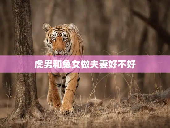 虎男和兔女做夫妻好不好(如何看待这种组合)