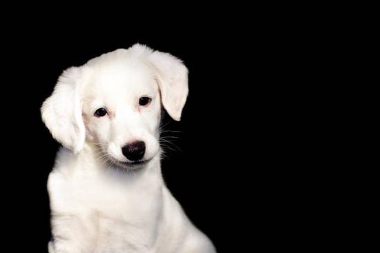 属狗5月运势2023(财运亨通事业顺利感情甜蜜)