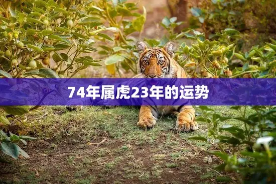 74年属虎23年的运势(热情奔放财运亨通)