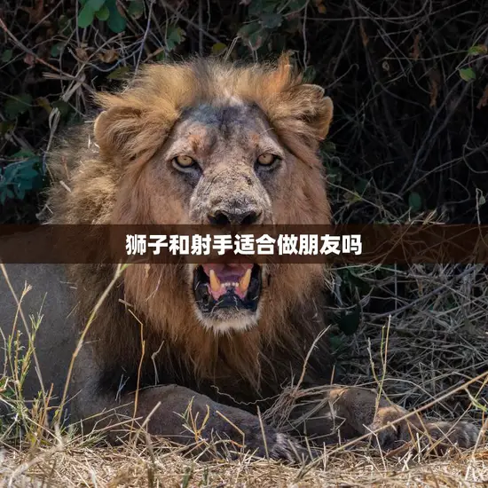 狮子和射手适合做朋友吗(星座专家揭秘)