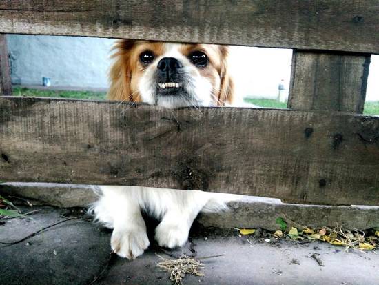 属狗人3月运势2023(财运亨通事业顺利感情甜蜜)