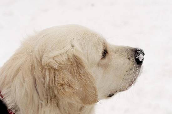 属狗的今年多少岁1970(如何计算属狗人的年龄)