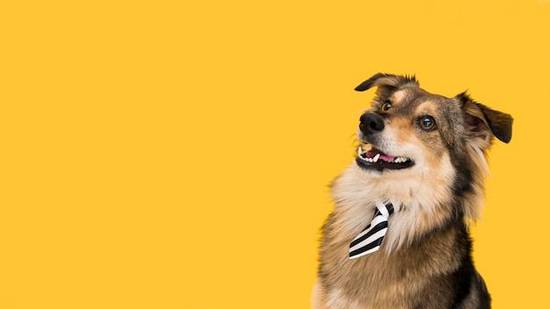 属狗的做什么行业最赚钱(揭秘狗年财运最旺的职业选择)