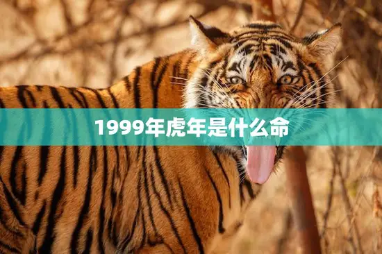 1999年虎年是什么命(解析命运与性格特点)