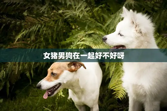 女猪男狗在一起好不好呀(探讨星座是否影响爱情)