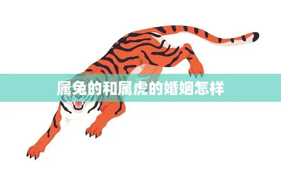 属兔的和属虎的婚姻怎样(解析属相配对)