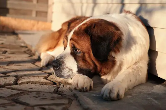 属狗的今年多少岁1970(如何计算属狗人的年龄)