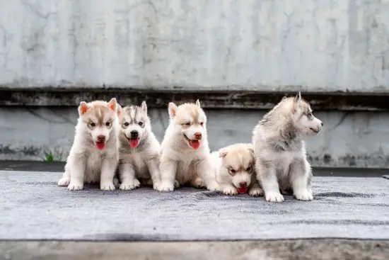 狗人2023年5月感情运(爱情甜蜜单身者有桃花运)