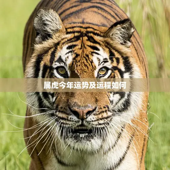 属虎今年运势及运程如何(2023年属虎人的运势展望)