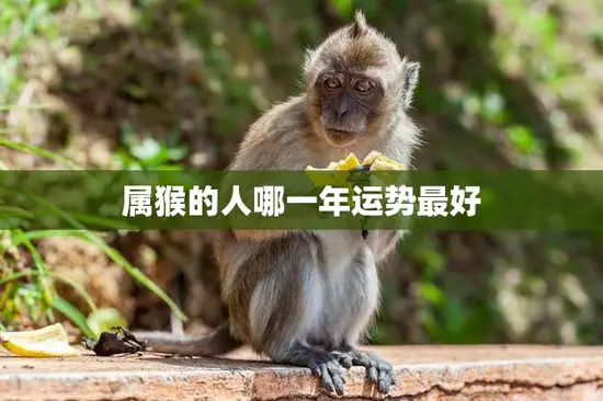 属猴的人哪一年运势最好(2023年猴年大吉财运亨通)