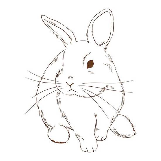 七几年属兔的人多少岁了(如今已经是中年人了吗)