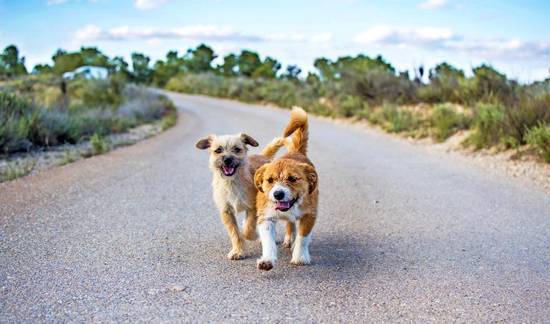 82年属狗的人今日财运(财运亨通财源滚滚来)