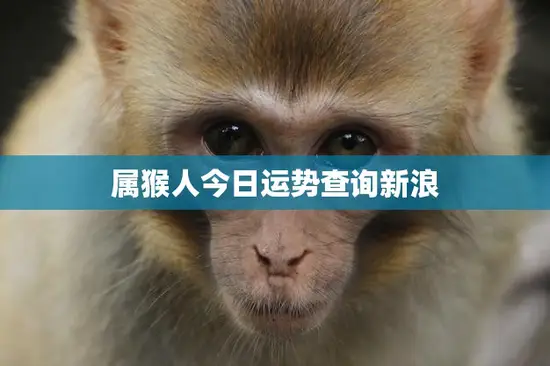 属猴人今日运势查询新浪(快速掌握今日运势)
