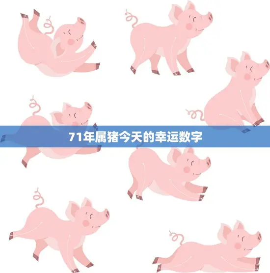 71年属猪今天的幸运数字(揭秘助你顺利度过每一天)