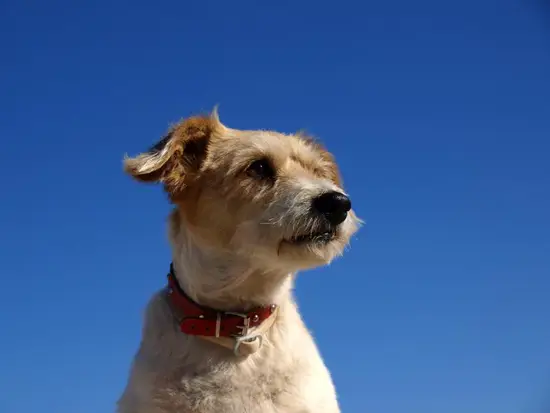 属狗射手男的爱情观怎么样(探究自由与责任的平衡)