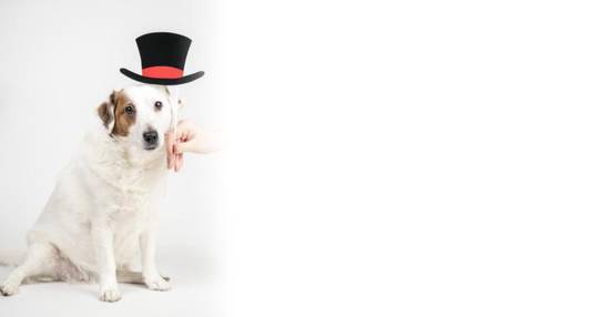 男人属狗女人属猪相配吗(星座配对大揭秘)