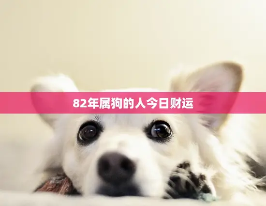 82年属狗的人今日财运(财运亨通财源滚滚来)