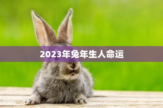 2023年兔年生人命运(如何把握机遇迎接挑战)