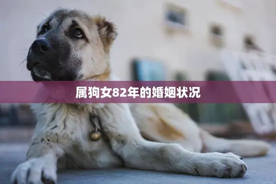 属狗女82年的婚姻状况(幸福还是波折不断)