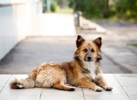 属狗的射手座男生婚姻状况(婚姻观但对感情忠诚)