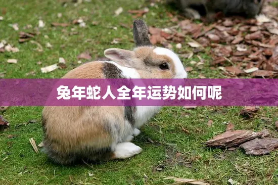 兔年蛇人全年运势如何呢(解析2023年运势)